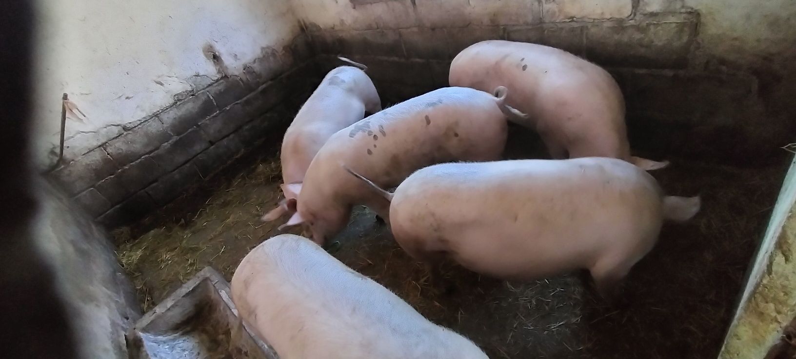 Sprzedam Świnie,tucznika, prosięta