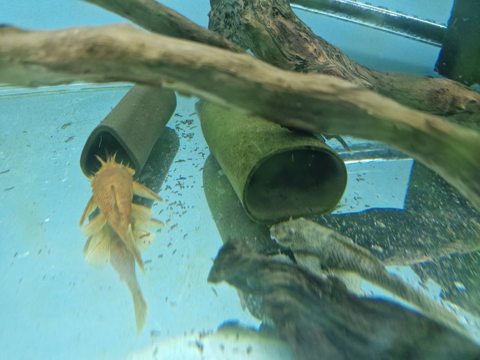 Casal ancistru Red / dark