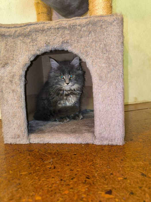 Maine Coon Koteczka niebieska