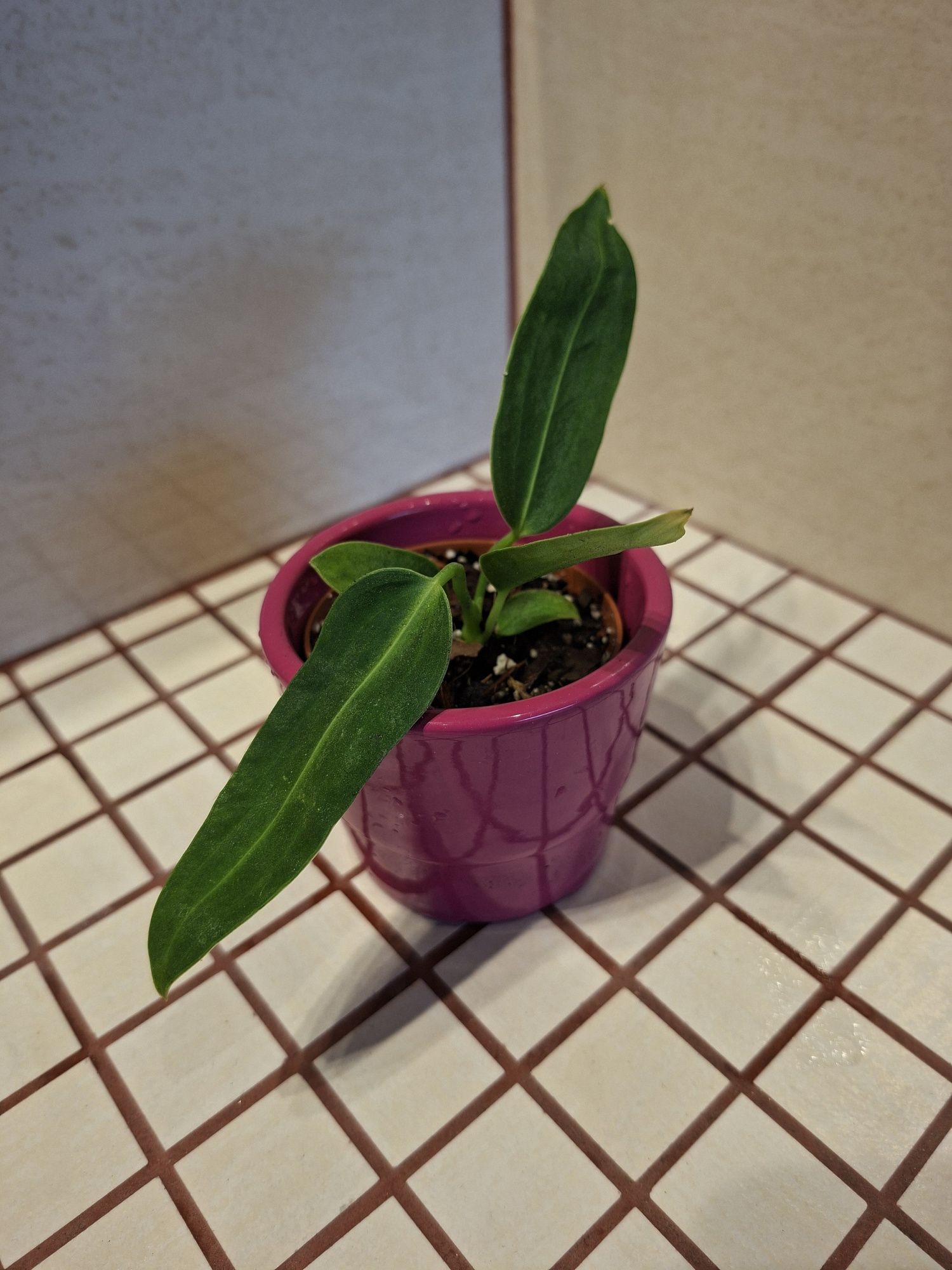 Anthurium warocqueanum