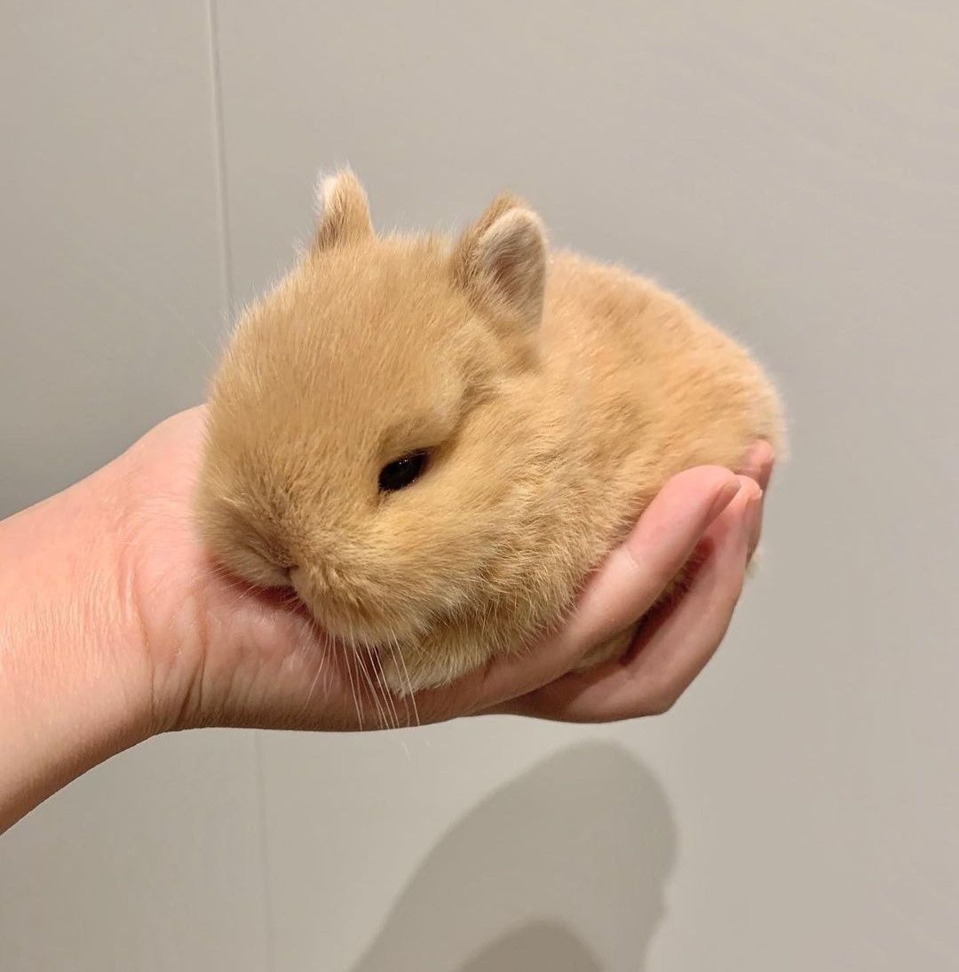 KIT Coelhos anões angorá, minitoy e mini holandês lindíssimos