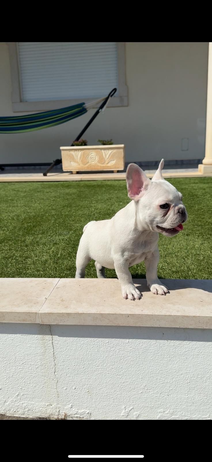 bulldog francês fêmea