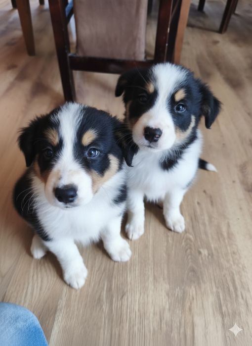 Border collie szczeniak suczka gotowa na zmianę domu