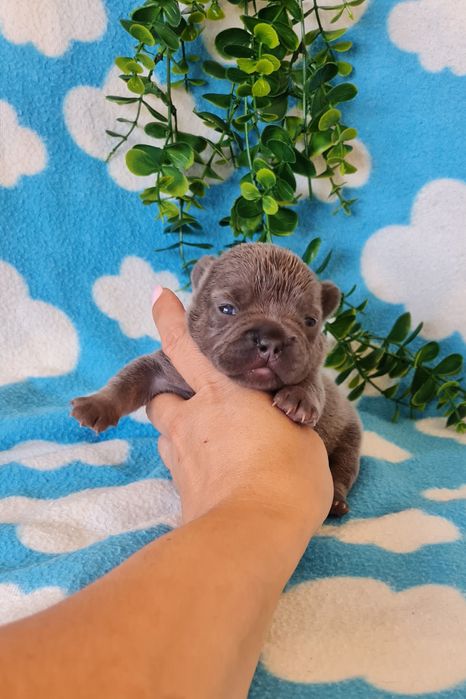 Estupenda Blue&Tan Bulldog/Bouledougue Frances de Qualidade