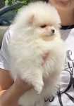 Spitz lulu  Pomerânia anão linhagem russa macho  lindo C/Lop