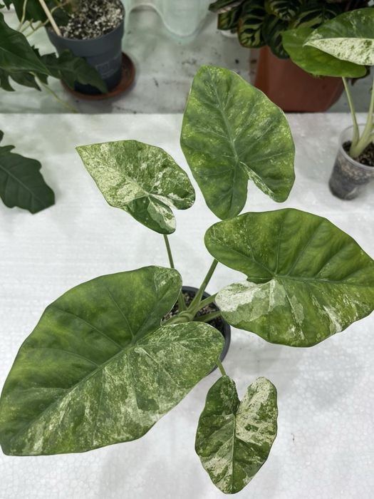 Алоказия macrophylla Splash Adora Batik вариегата