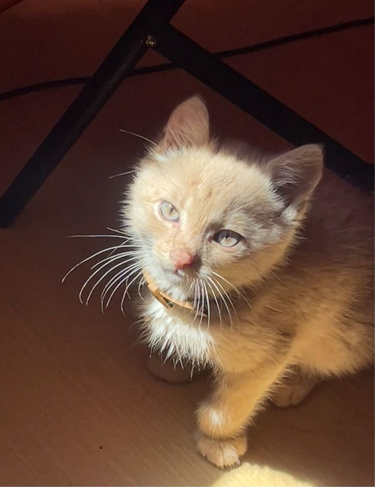 віддам котика в добрі руки СРОЧНО