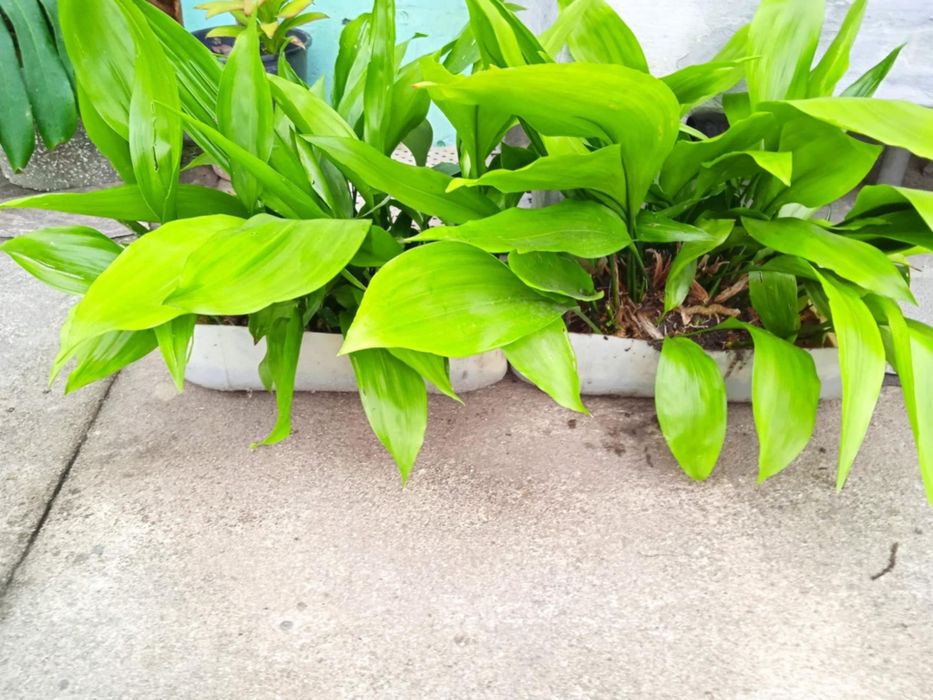 Vendo folhas de milho com raízes para plantar,  para fazer arranjos.