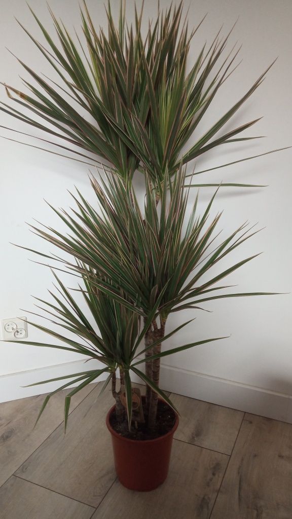 Dracena marginata