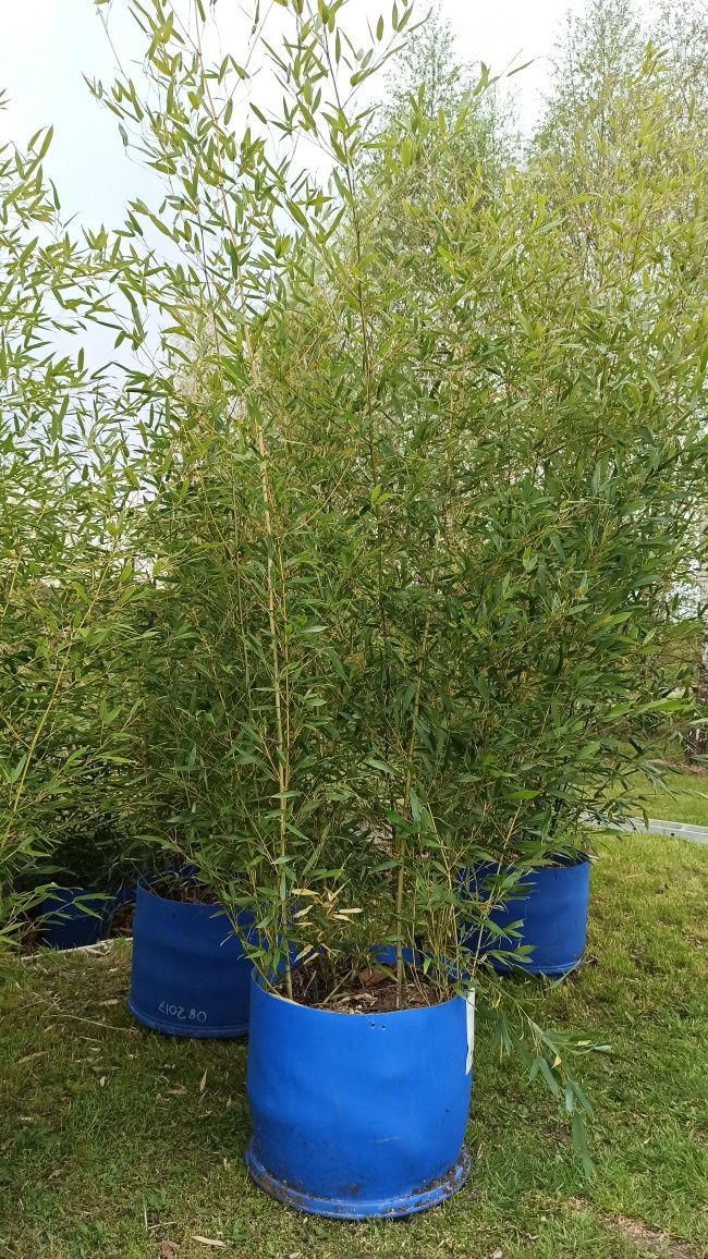 Bambus Phyllostachys Bisetti, Phyllostachys Aureosulcata f. Aureocauli