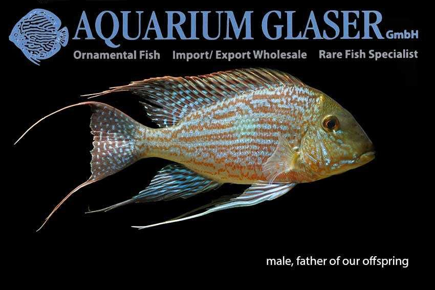 Geophagus sveni 8-10cm