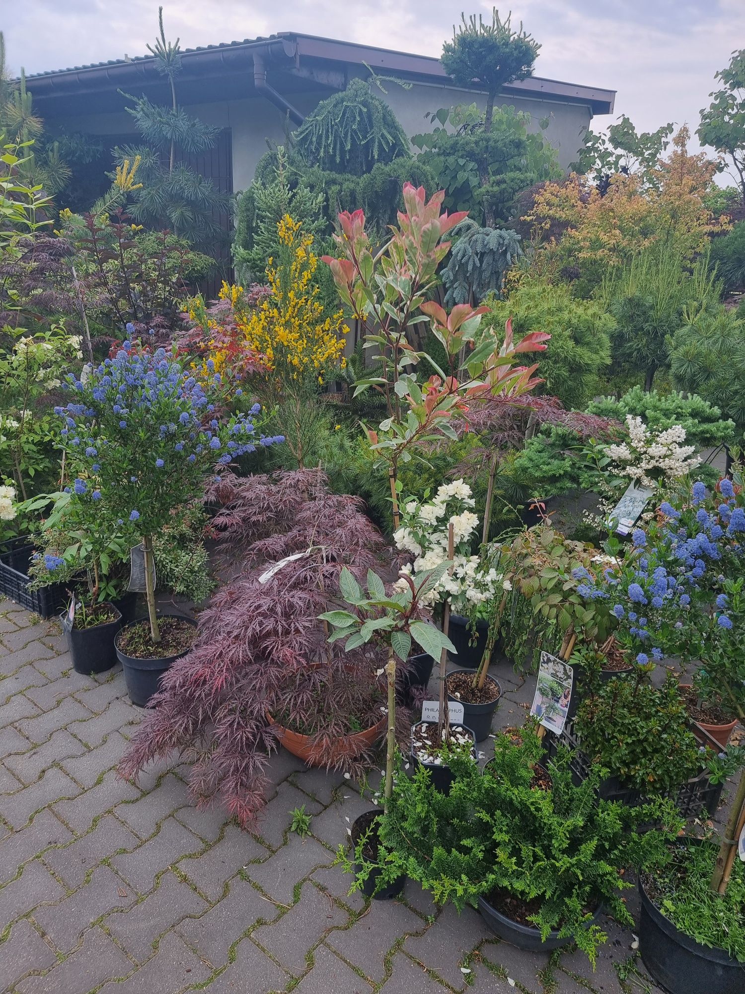 Krzewy ozdobne iglaste I liściaste Niwaki BONSAI