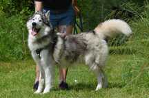 LUCKY- do adopcji