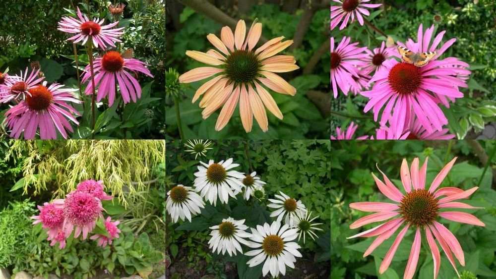 Łąka kwietna - nasiona 40 roślin