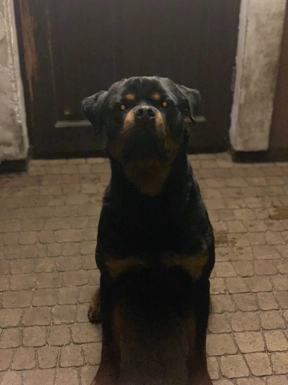 Oddam SUPER rottweilera - JIMMY
