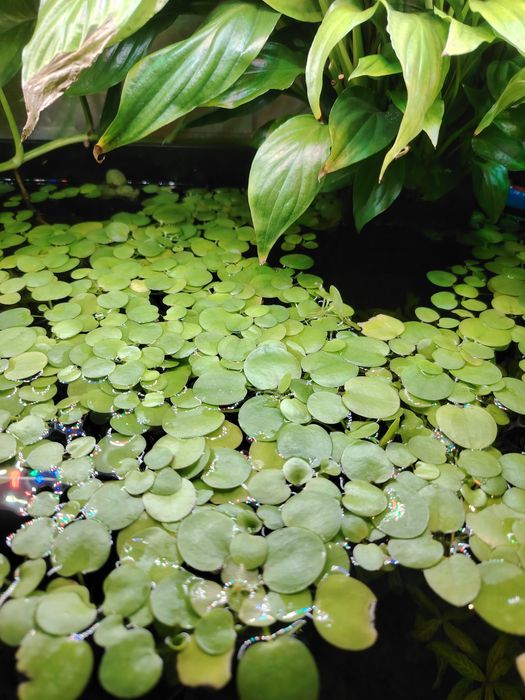 Planta flutuante limnobium laevigstum aquário