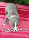 Szczeniak Amstaff Blue