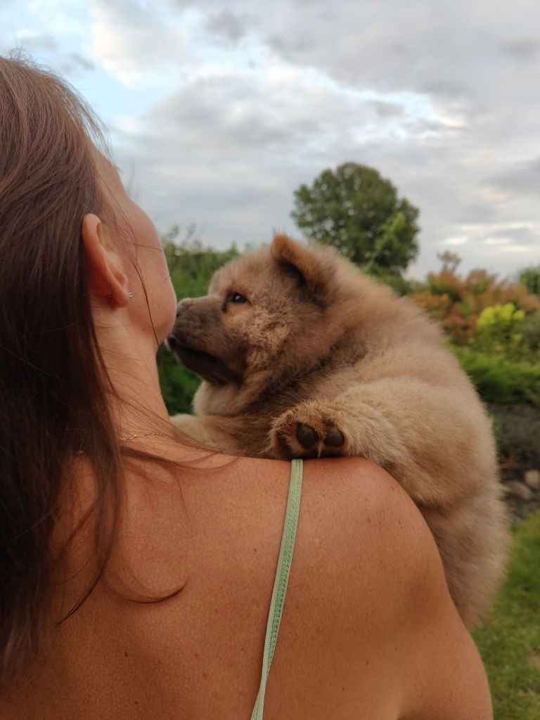 Chow Chow ZKwP FCI