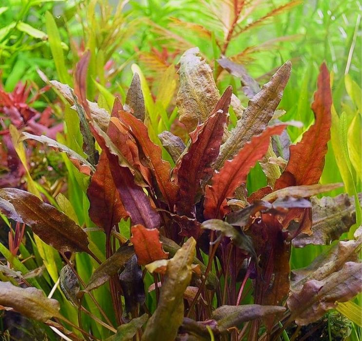 Roślina akwariowa - Cryptocoryna wendi Brown