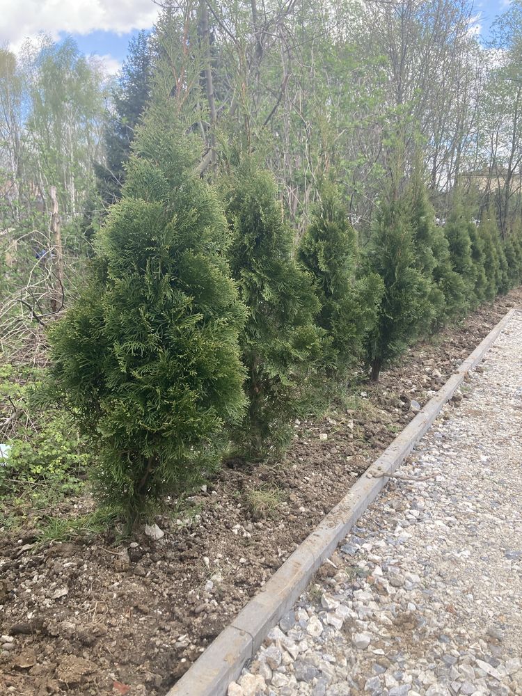 Tuja thuja szmaragd z gruntu