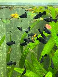 Чорна Молінезія акваріумна рибка