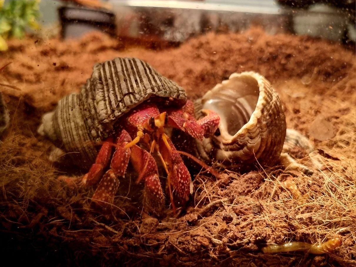 Krab pustelnik czerwony (Coenobita perlatus strawberry)