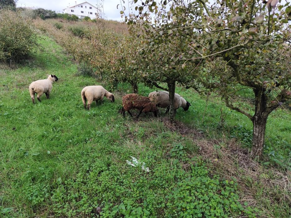 Ovelhas cruzadas suffolk e carneiro puro