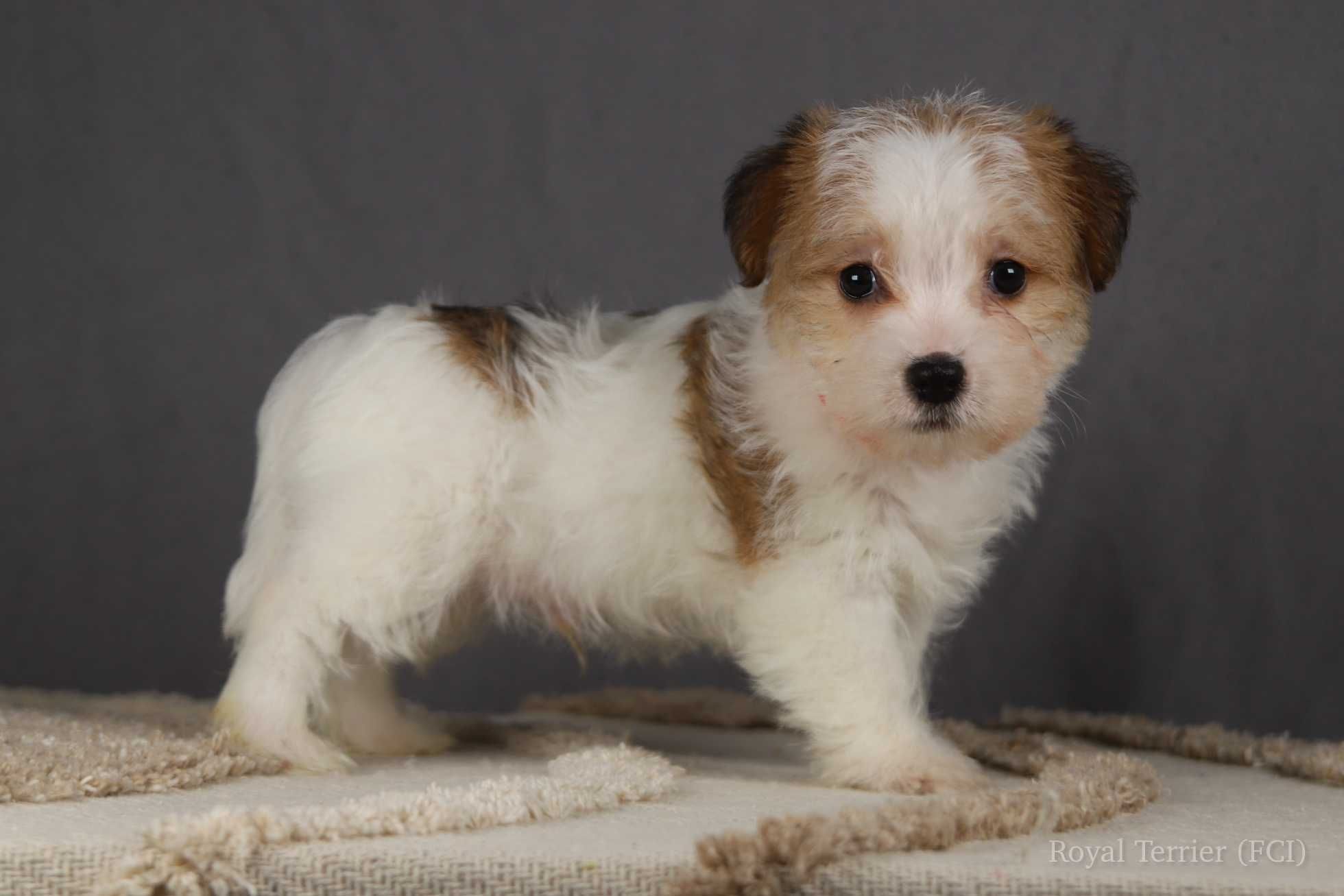 piesek Jack Russell terrier ZKWP/FCI szorstkowłosy