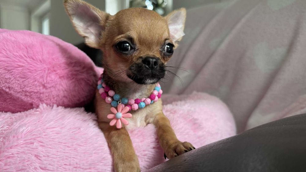 Chłopczyk Chihuahua Brązowy z Rodowodem Tommy