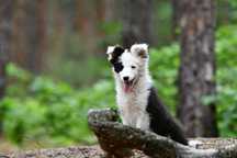Border Collie suczka