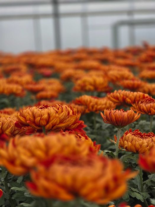 Chryzantemy - różne odmiany