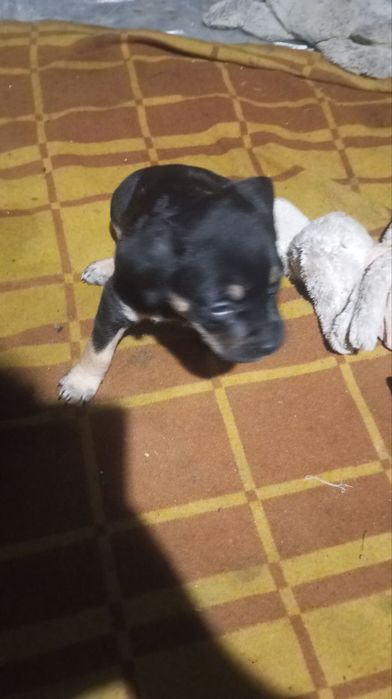 Цуценята амстаф шукають сімю