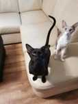 Peterbald Orientalny kocurek czarny gotowy do zmiany domku