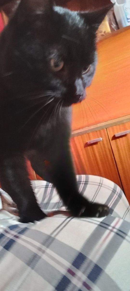 Oddam Kocurka w dobre ręce