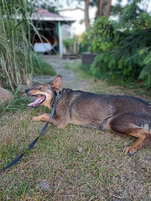 Pies co się cieszy byle czym