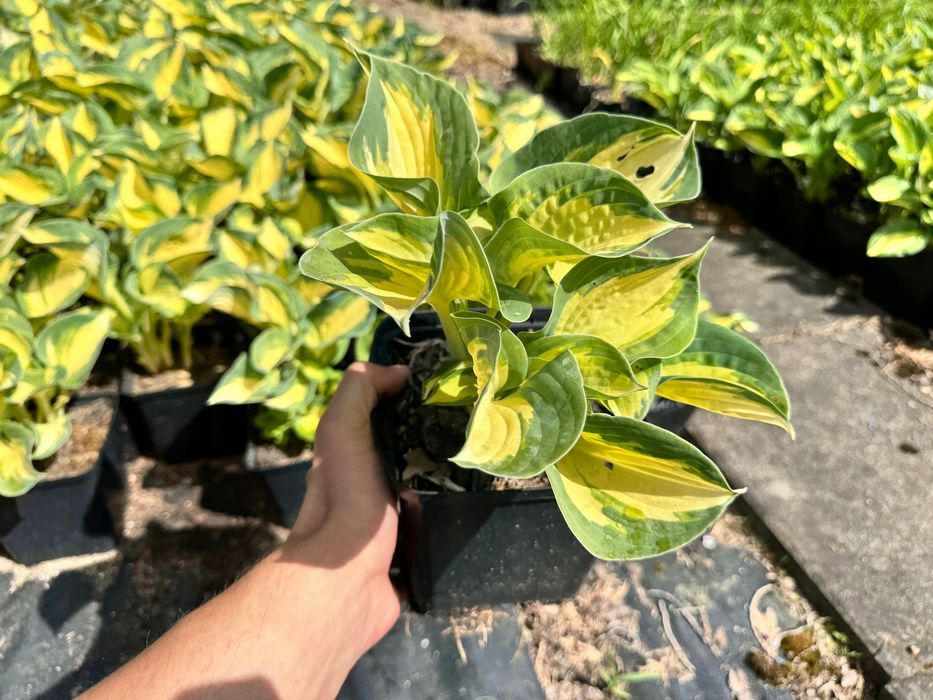 Funkia Hosta 'Great Expectations' W DONICZCE, Żółta Dekoracyjna