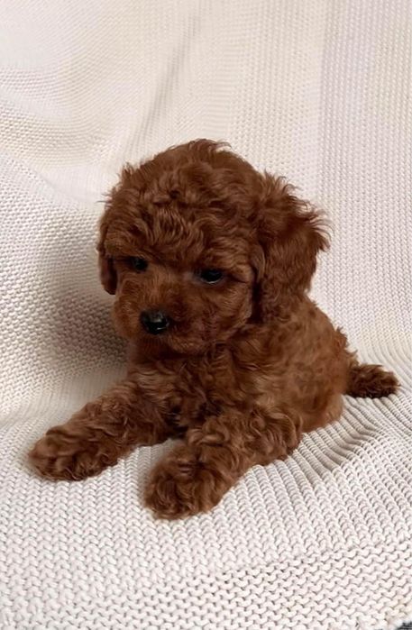 Той пудель  рэд браун