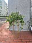 Cissus Rombolistny Rhombifolia Ellen Dan d19 h90cm