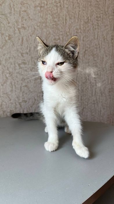 Отдам_ кошки_ котята_ макс