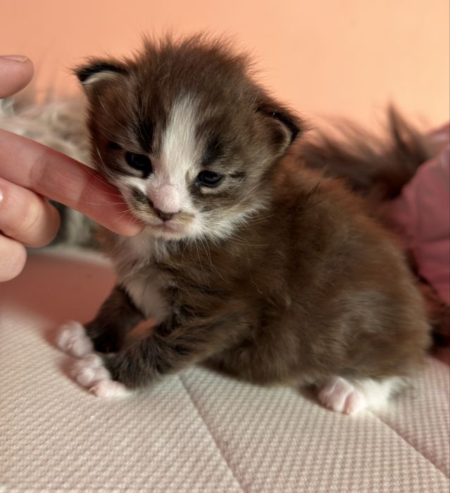 Maine Coon kocurek odbiór w Mikolaja 6.12