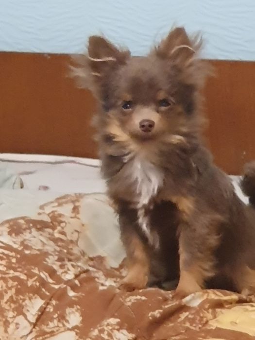 Мальчик чихуахуа длинношерстный