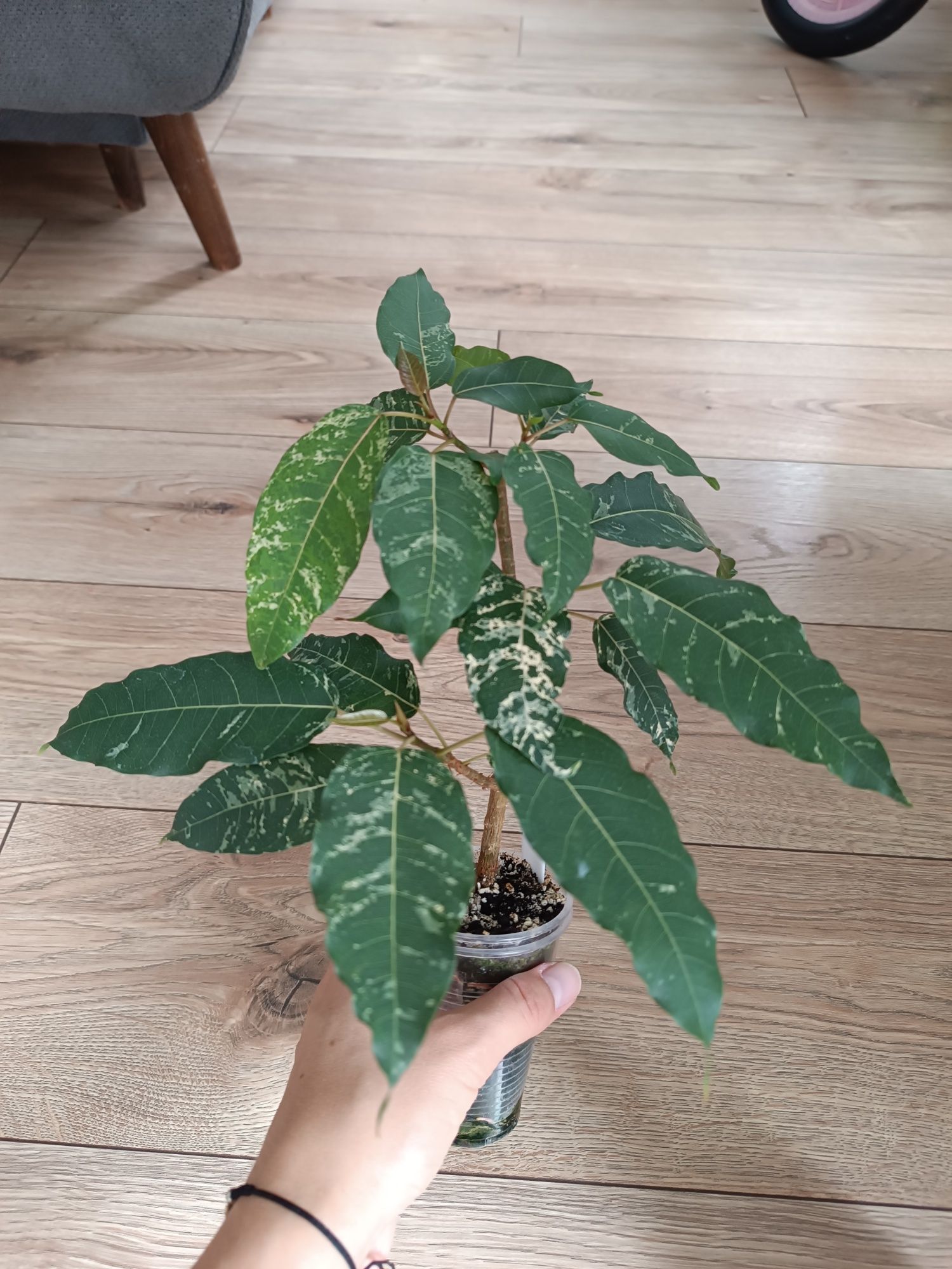 Fikus ficus NN Virens