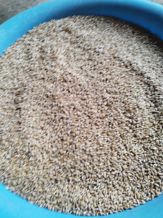 Sprzedam Pszenżyto ozime