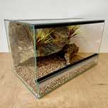 Terrarium szklane dla eublefara lamparciego gekona AlleTerra.