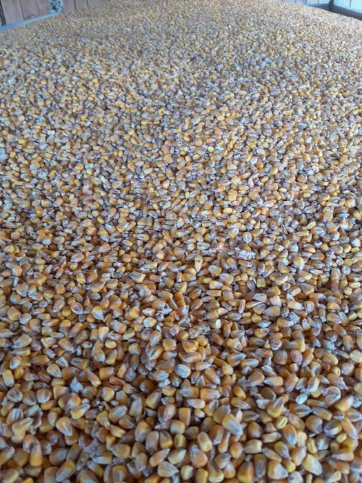 Kukurydza sucha Transport