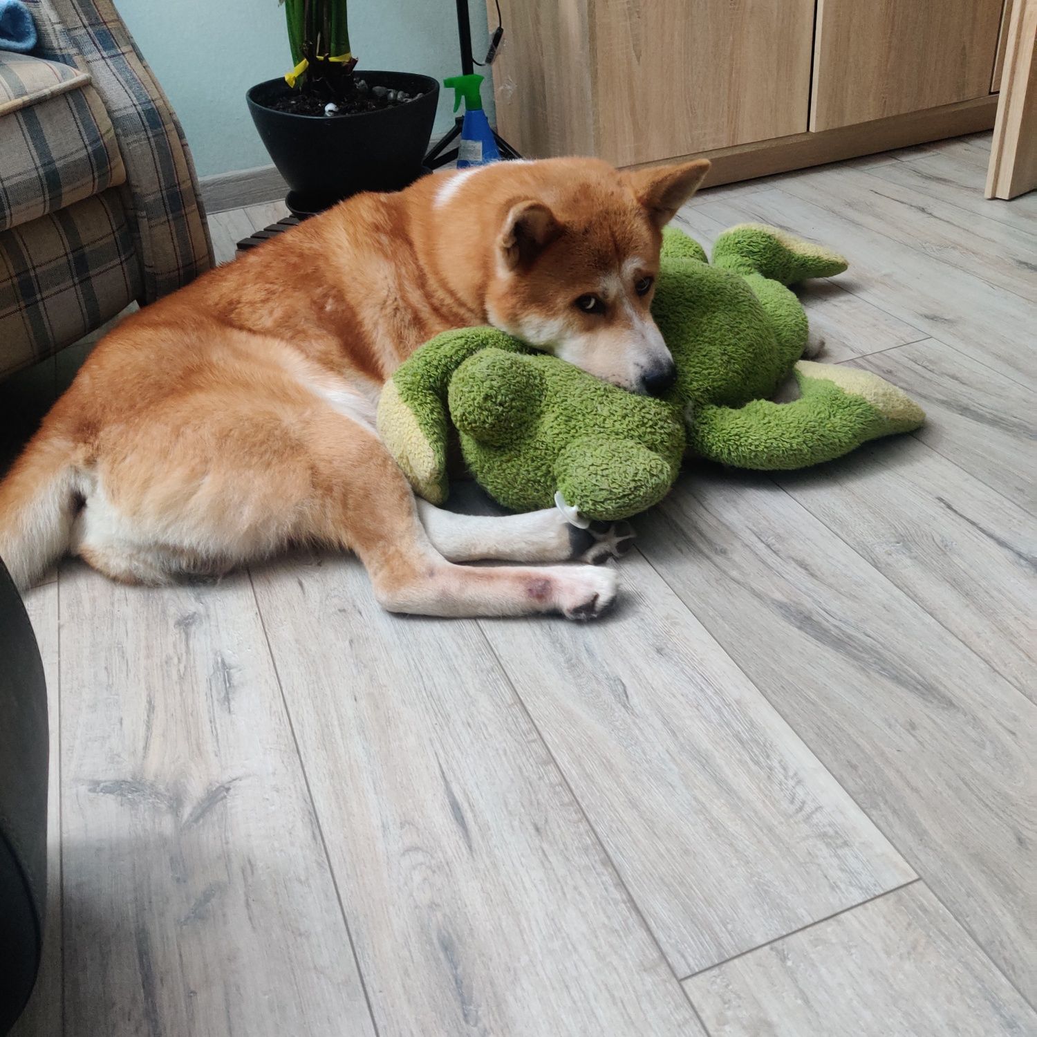 Zaginął pies rasa Akita