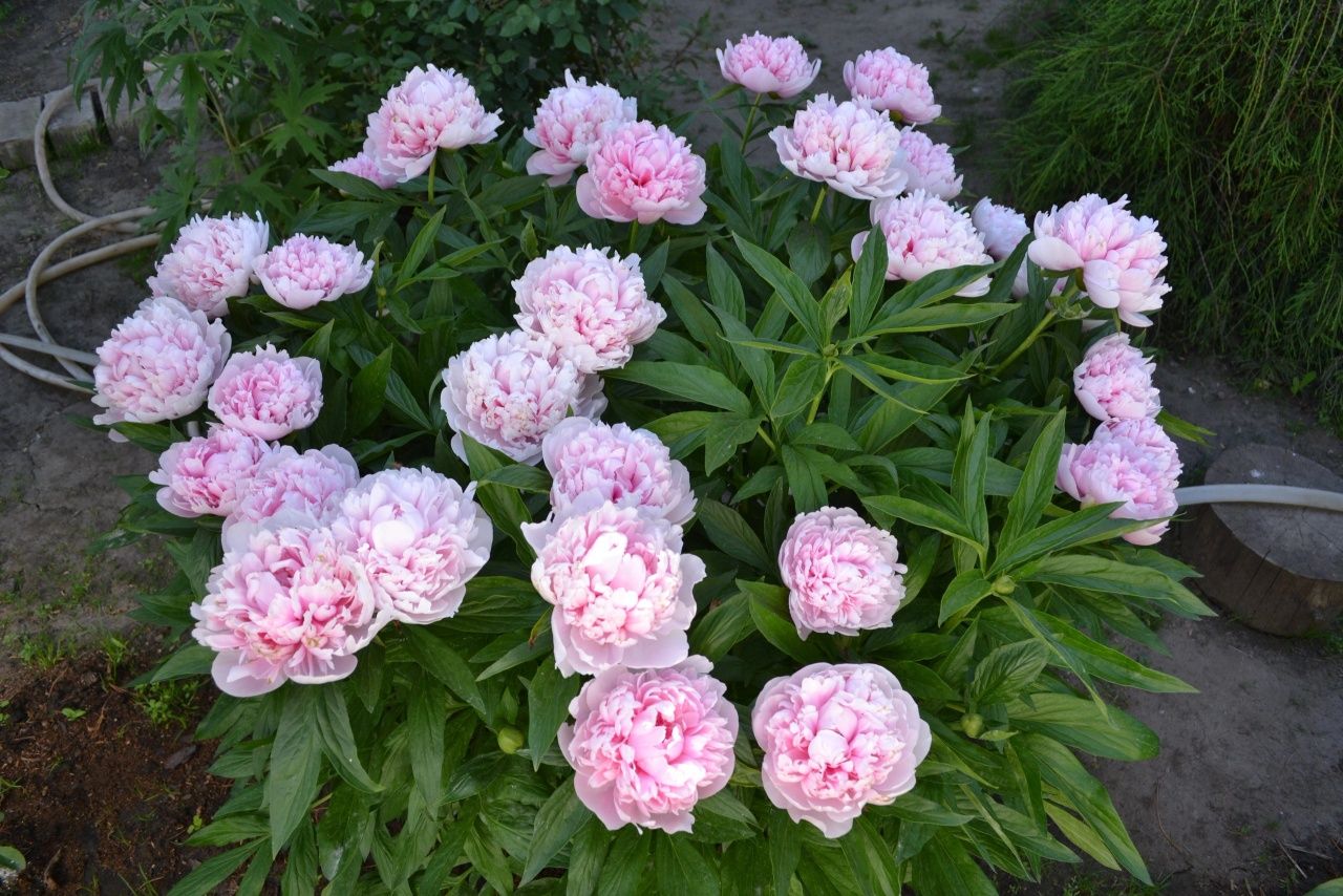 Пионы Сортовые Корни