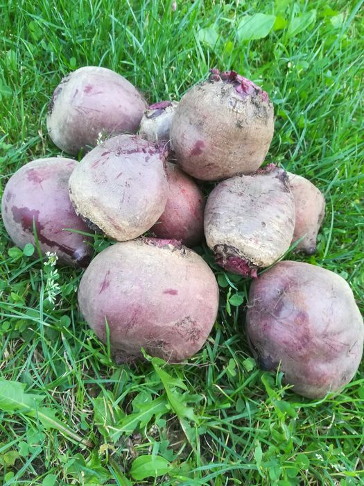 Buraczki czerwone sprzedam