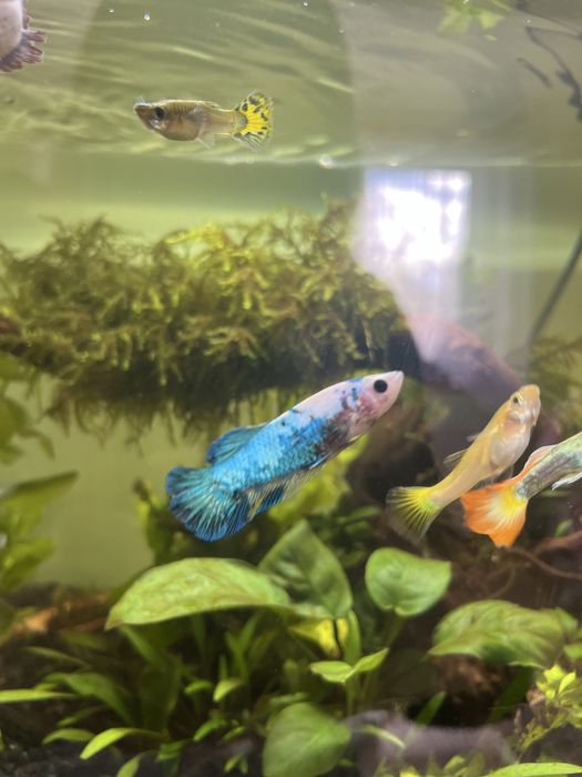 Samica Bojownika BLUE KOI A12 HMPK