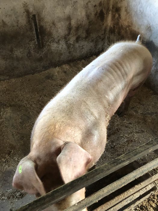 Сім’я високопродуктивних хряків.